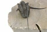 Long-Spined Cyphaspis Trilobite - Foum Zguid, Morocco #253577-4